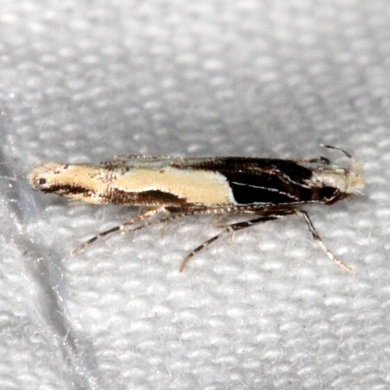 Unidentified Cosmoptergidae BG-Collier-Seminole-St-Pk-Fl-3-7-222