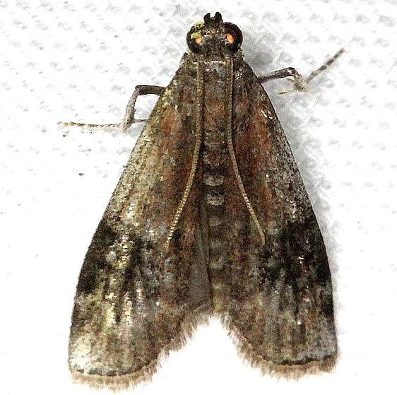 Unknown Around 5660 Acrobasis sp Carter Cave St Pk  Ky 4-23-13