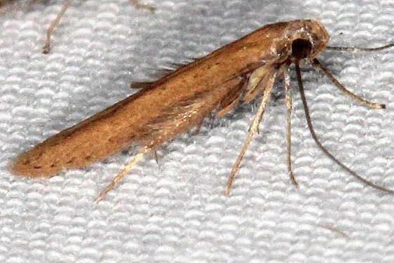 Unknown BG Cant find anything-with-bottlebush-legs-Bear-Island-Big-Cypress Preserve Fl 3-4-22