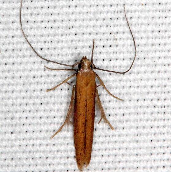 Unknown-BG-Cant-find-anything-with-bottlebush-legs-Bear-Island-Big-Cypress-Preserve-Fl-3-4-22-2