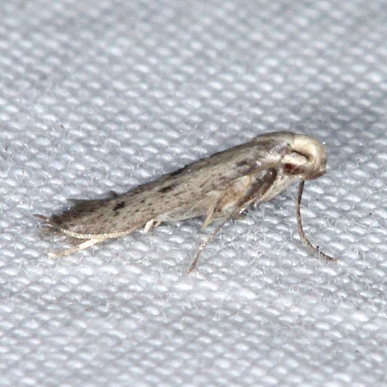 Unknown-BG-Collier-Seminole-St-Pk-Fl-3-18-25-4