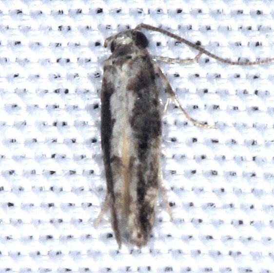 Unknown-BG-Hillsborough-River-St-Pk-Fl-1-24-24-2