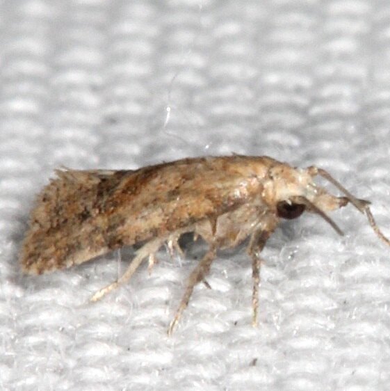 Unknown BG Kissimmee Prairie St Pk Fl 2-24-21