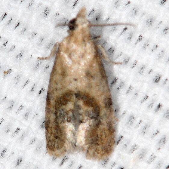 Unknown-BG-Kissimmee-Prairie-St-Pk-Fl-2-24-21-2