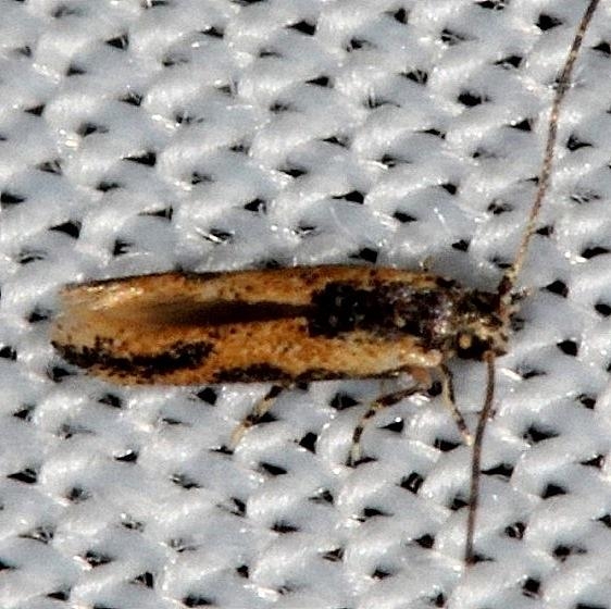 Unknown BG Pineland Everglades Fl 2-18-14