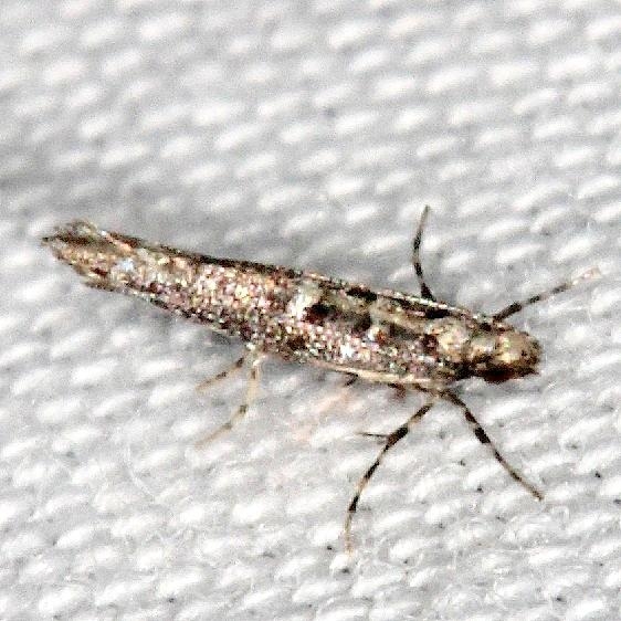 Unknown BG Suwanee River St Pk Fl 9-20-18 (52)_opt