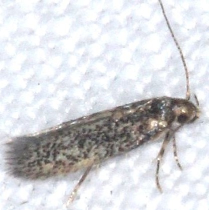 Unknown-BG-Tomoka-St-Pk-Fl-3-25-25-9