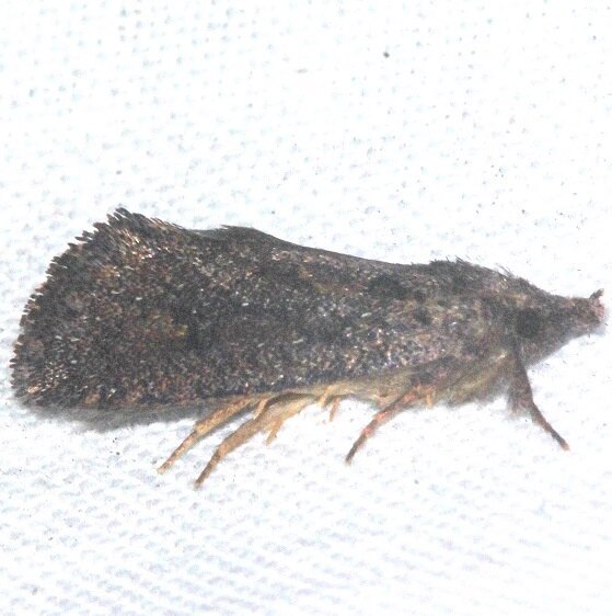 Unknown-BG-Tomoka-St-Pk-Fl-3-27-25