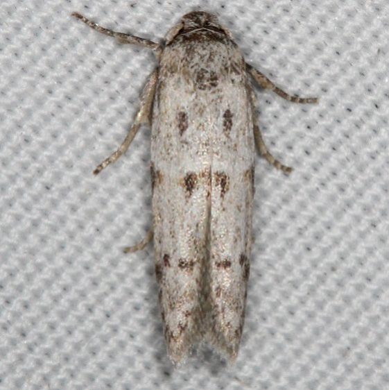 Unknown Campsite 119 BG Falcon St Pk Texas 10-27-16 (4)_opt