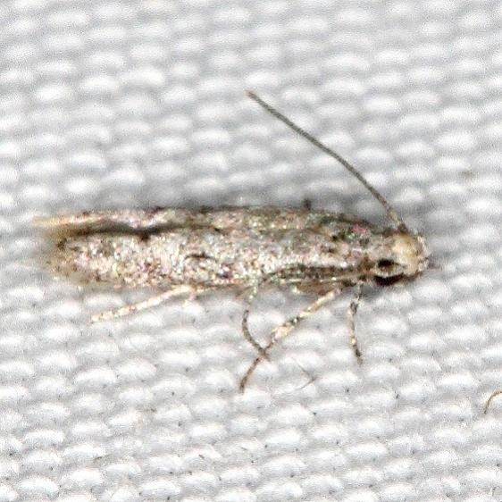 Unknown Campsite 119 Falcon St Pk texas BG 10-22-16 (1)_opt