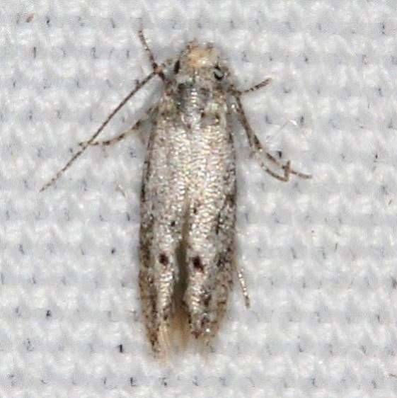 Unknown Campsite 119 Falcon St Pk texas BG 10-22-16_opt