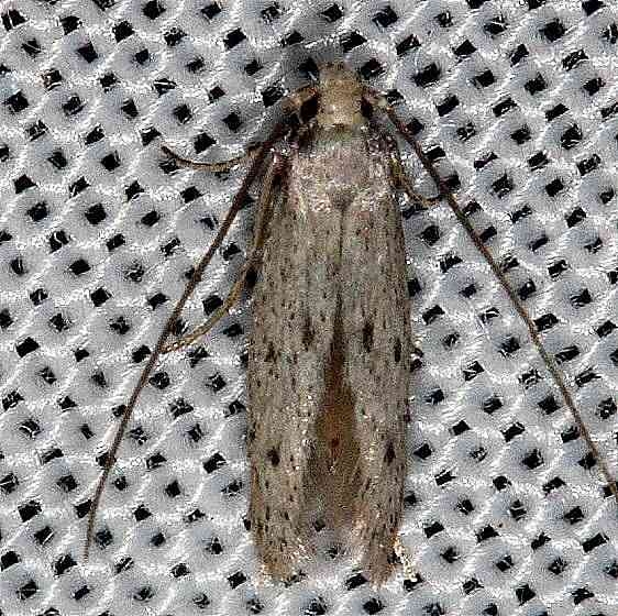 Unknown Collier Seminole St Pk 3-1-14 (99)_opt