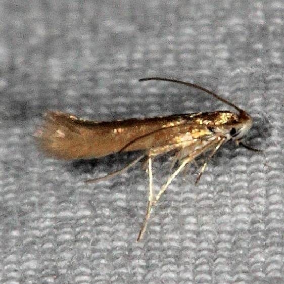 Unknown Collier-Seminole St Pk Fl 3-7-15