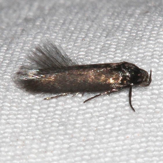 Unknown Colorado National Monument 6-17-17