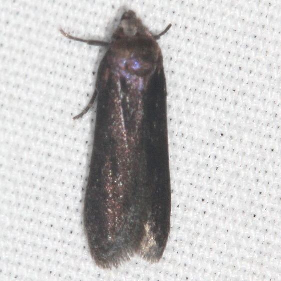 Unknown-Coyote-Run-Preserve-8-2-19-29_opt