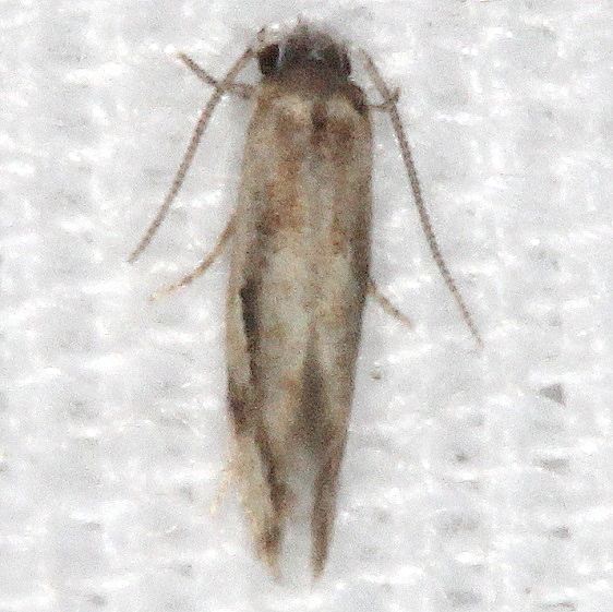 Unknown Coyote Run Preserve Oh 7-19-19