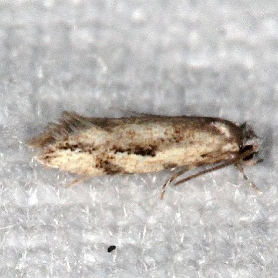 Unknown-Coyote-Run-Preserve-Oh-7-19-19-99_opt