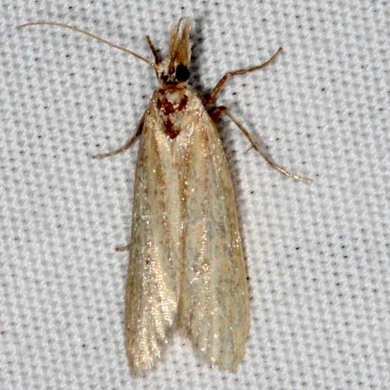 Unknown-Fool-Hollow-Lake-St-Pk-Ariiz-5-23-17-41_opt