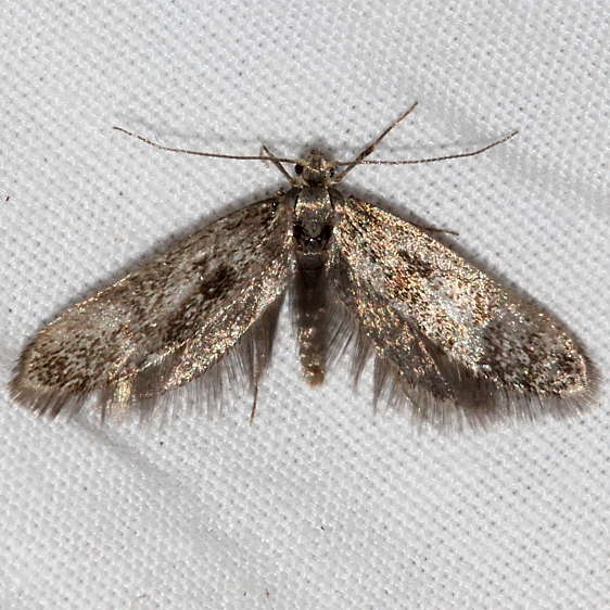 Unknown Golden Gate St Pk Colorado 6-26-17 (59)_opt