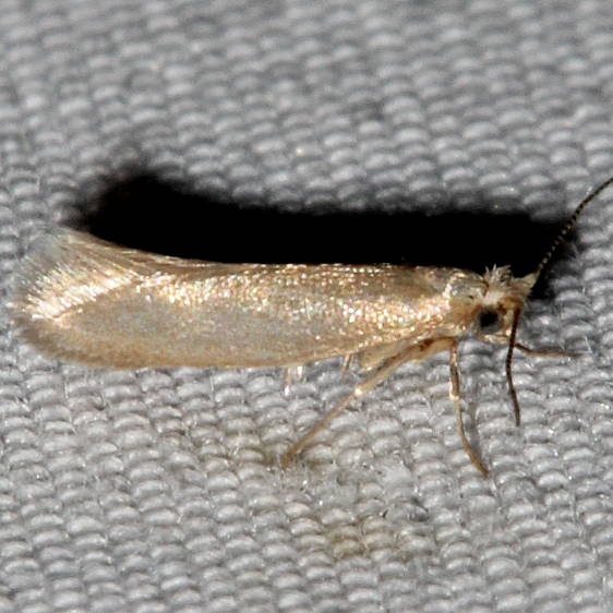 Unknown-Golden-Gate-St-Pk-Colorado-6-26-17-70_opt