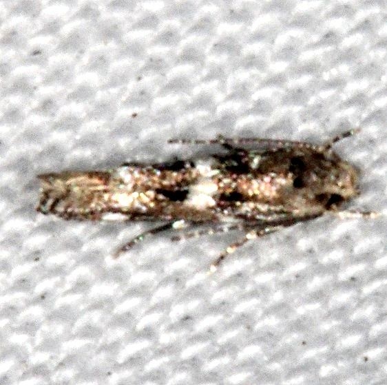 Unknown Jonathan Dickinson St Pk Fl-3-7-17