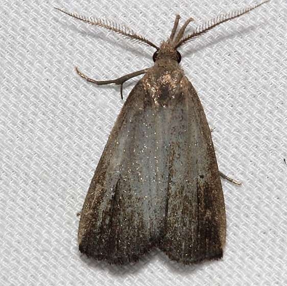 Unknown Kissimmee Prairie St Pk 3-16-13_opt