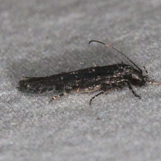 Unknown Moth BG Oscar Scherer St Pk Fl 2-25-17_opt