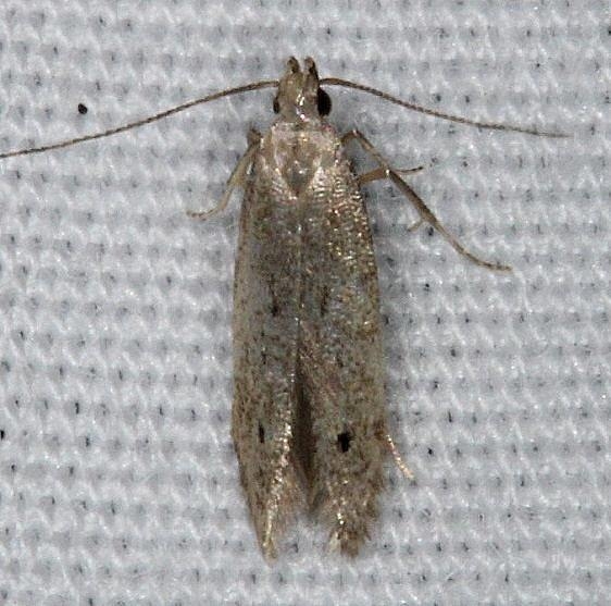 Unknown Moth BG yard 7-12-14 (17)_opt