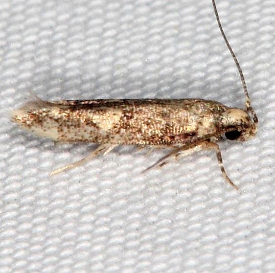 Unknown maybe around 1841 Trypanisma prudens  Oscar Scherer St Pk Fl 2-28-17 (106)_opt