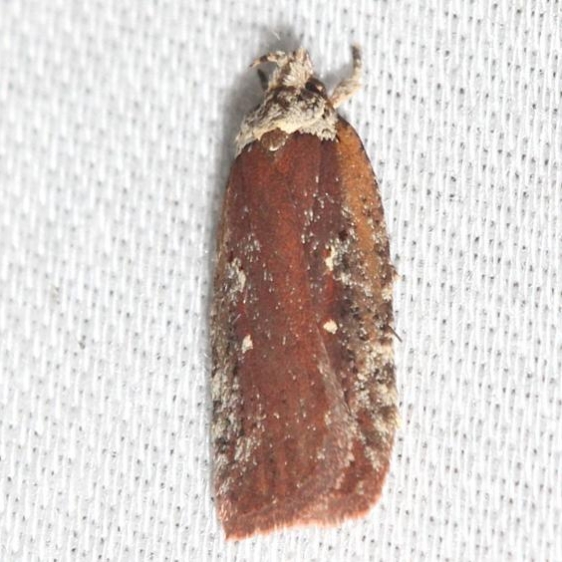 0857 Red Agonopterix Thunder Lake UP Mich 10-4-12