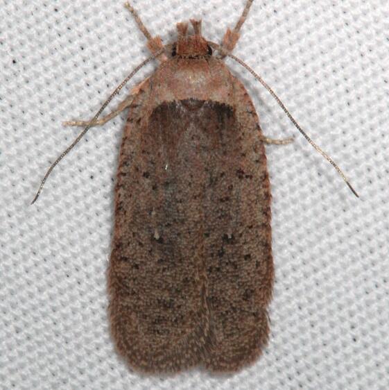0861-Agonopterix-oregonensis-Devils-Canyon-campground-Natl-Forest-Ut-6-7-17