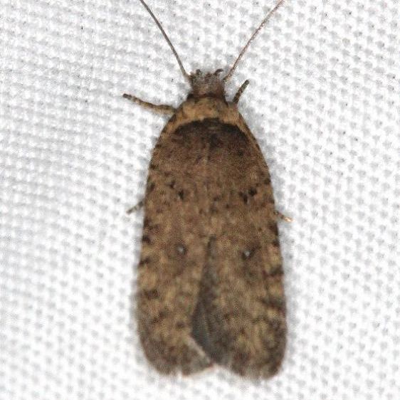 0861-Agonopterix-oregonensis-Moab-RV-Resort-Moab-Utah-6-3-17-7_opt