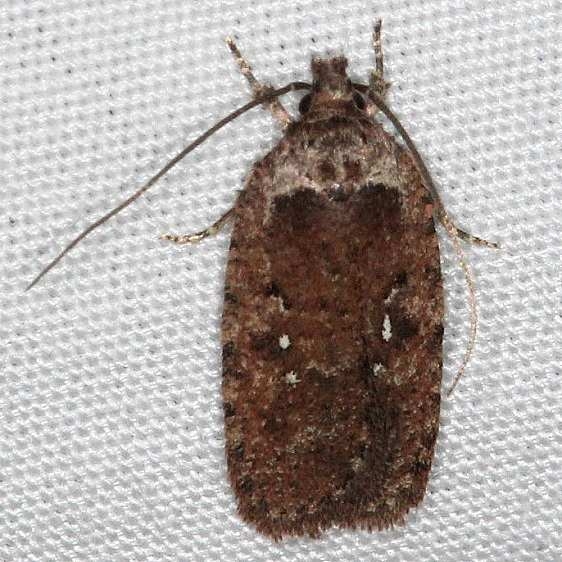 0862 Agonopterix clemensella yard 9-20-14