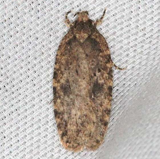 0867 Agonopterix pulvipennella yard 4-7-13