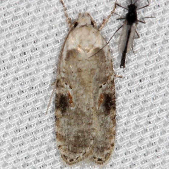 0874.1 Poison Hemlock Moth yard 4-10-13