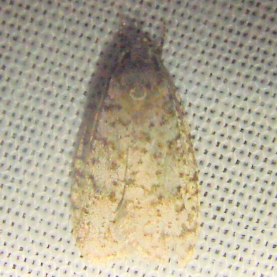 0880 Agonopterix flavicomells Jenny Wiley Ky 4-26-12