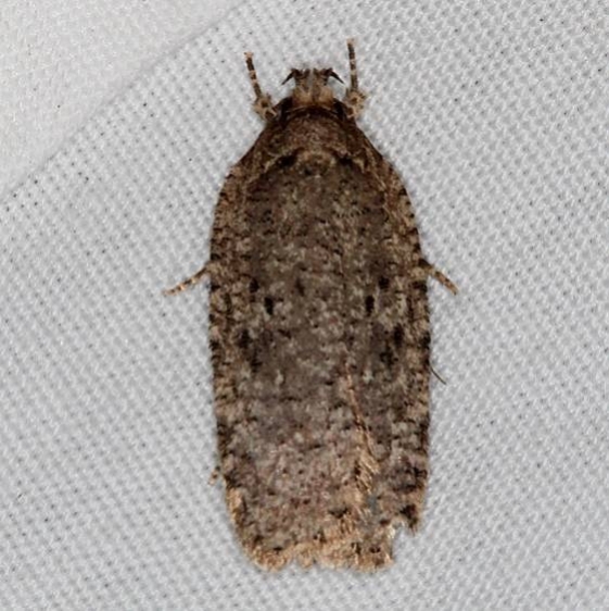 0884 Thelma's Agonopterix Moth Jenny Wiley St Pk Ky 4-19-16