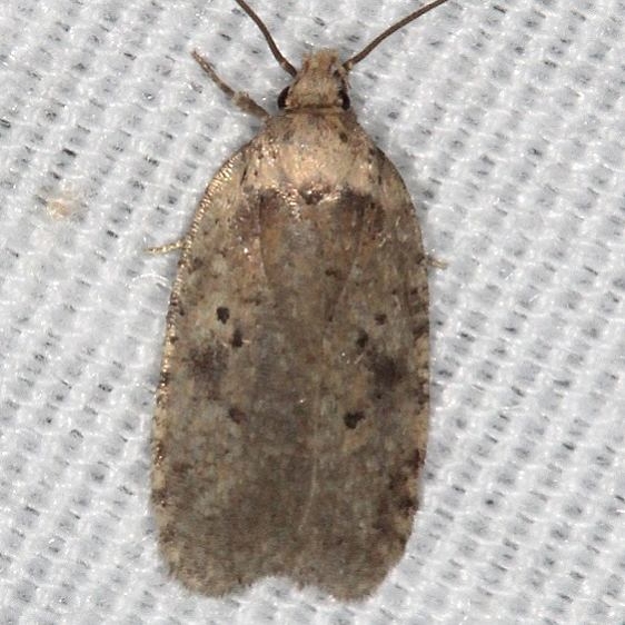 0889 Agonopterix argillacea Bluestone St Pk WV 10-5-18 (6)_opt