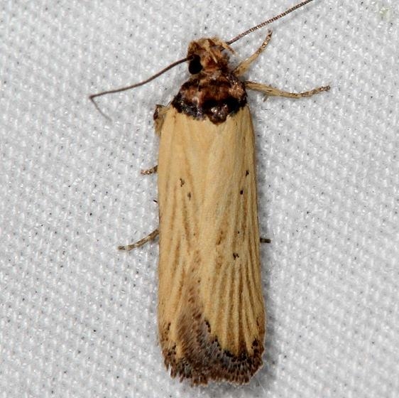 0902 Depressariodes gracilis Mesa Verde Natl Pk Colorado 6-10-17 (65)_opt