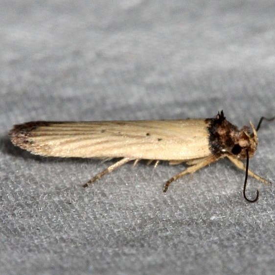 0902 Depressariodes gracilis Mesa Verde Natl Pk Colorado 6-10-17 (67)_opt