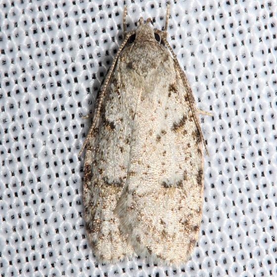 0911 Bog Bibarrambla Moth Jenny Wiley St Pk Ky4-26-12