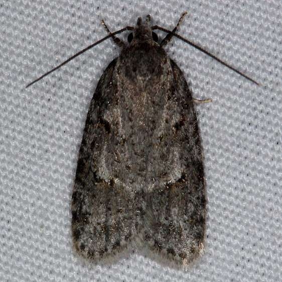 0911 Bog Bibarrambla Moth Thunder Lake UP Mich 6-20-14