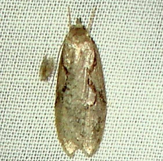 0912 Semioscopis Moth yard 5-11-11