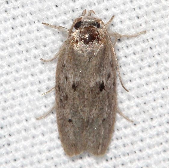 0914 Semioscopis inornata tentative Suwanee River St Pk Fl 9-20-18 (11)_opt