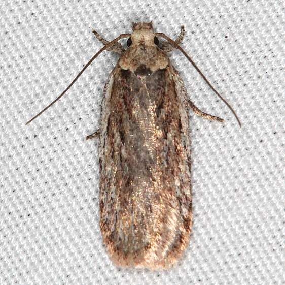 0922 Parsnip Webworm Moth yard 4-13-18 (4)_opt