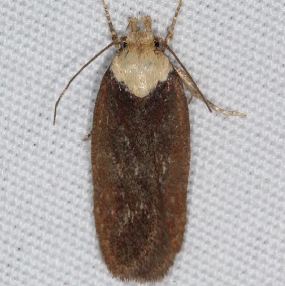 0924.1 Purple Carrot-seed Moth yard 6-3-16