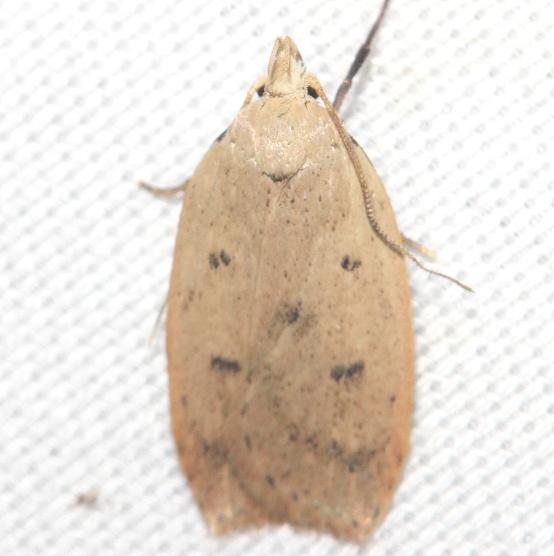 0951 Gold-striped Leaftier Moth yard 9-3-12