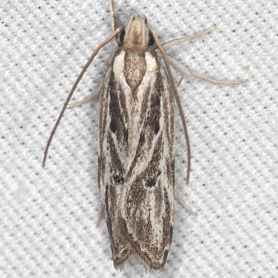 0953 Eupragia hospita Silver Springs St Pk Fl 9-24-18 (51)_opt