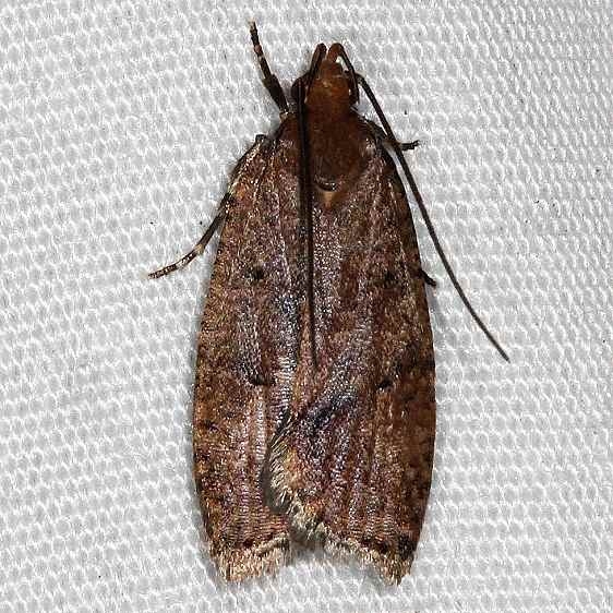 0955 Oak Leaftier Moth Lake Kissimmee St Pk 3-13-14