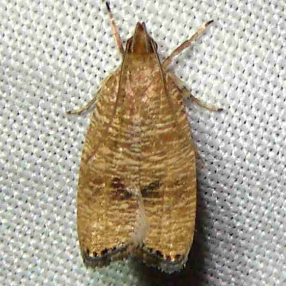 0956 Black-fringed Leaftier Moth Paines Prairie St Pk 3-29-11